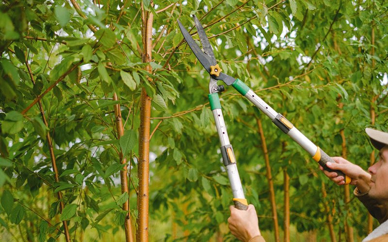 Tree trimming in Shepherd, MT